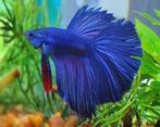 Siamese Kempvis - Betta splendens voor het tropisch aquarium, Vis, Zoetwatervis