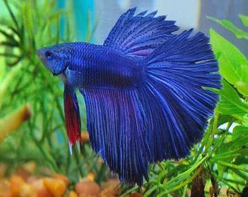 Siamese Kempvis - Betta splendens voor het tropisch aquarium beschikbaar voor biedingen