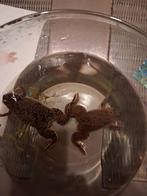 Klauwkikkers te koop, Dieren en Toebehoren, Reptielen en Amfibieën, Amfibie, Tam, 3 tot 6 jaar