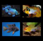 Diverse soorten mikrogeophagus ramirezi,s!!!, Dieren en Toebehoren, Vis, Zoetwatervis
