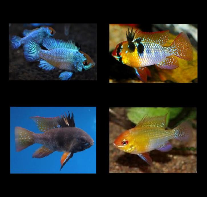 Diverse soorten mikrogeophagus ramirezi,s!!!, Dieren en Toebehoren, Vissen | Aquariumvissen, Zoetwatervis, Vis