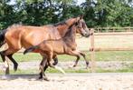 3 prachtige veulens gelders/dressuur/spring, Dieren en Toebehoren, Paarden, Dressuurpaard, 0 tot 2 jaar, Gechipt, Onbeleerd