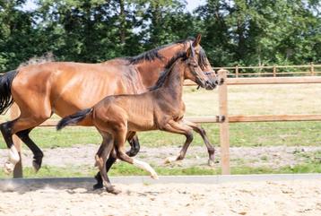 3 prachtige veulens gelders/dressuur/spring beschikbaar voor biedingen