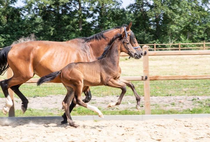 3 prachtige veulens gelders/dressuur/spring, Dieren en Toebehoren, Paarden, Meerdere dieren, Onbeleerd, 165 tot 170 cm, 0 tot 2 jaar