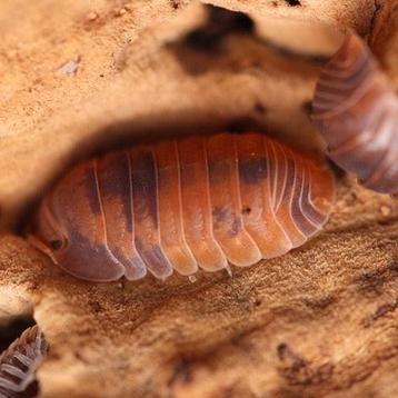 Isopods cubaris murina anemone  beschikbaar voor biedingen