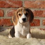 Beagle pups, Dieren en Toebehoren, Honden | Beagles, Bassets en Lopende honden, België, Beagle, CDV (hondenziekte), 8 tot 15 weken