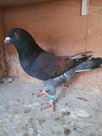 Duiven, Dieren en Toebehoren, Vogels | Duiven, Meerdere dieren, Postduif