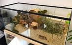 Terrarium 80 x 30, Dieren en Toebehoren, Ophalen, Zo goed als nieuw, Terrarium of Paludarium