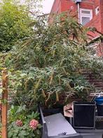 Gratis afhalen: Grote vlinderstruik, kan gesnoeid worden, Tuin en Terras, Planten | Bomen, Overige soorten, 100 tot 250 cm, Zomer