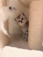 Prachtige Britse Korthaar Kittens –Adoptie vanaf 19 November, Meerdere dieren