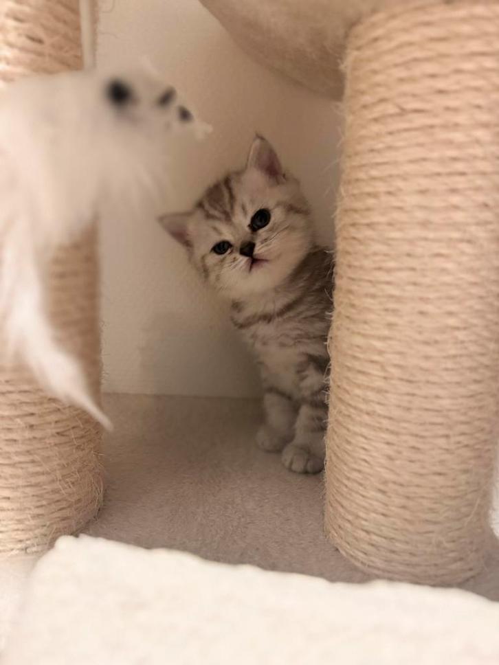 Prachtige Britse Korthaar Kittens –Adoptie vanaf 19 November, Dieren en Toebehoren, Katten en Kittens | Overige Katten, Meerdere dieren