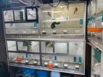 Wegens beeindiging hobby kanaries putter goudvinken, Meerdere dieren, Wildzangvogel