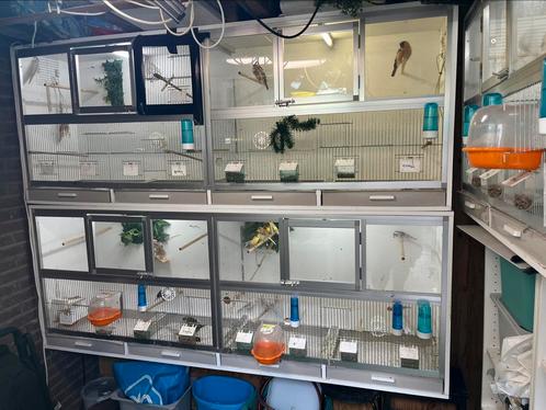 Wegens beeindiging hobby kanaries putter goudvinken, Dieren en Toebehoren, Vogels | Overige Vogels, Wildzangvogel, Meerdere dieren