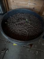 Hydro korrels voor planten, Tuin en Terras, Aarde en Mest, Ophalen, Overige typen