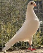 Prachtige Csapos en/of Csepeler… de echte Hongaarse, Meerdere dieren, Postduif
