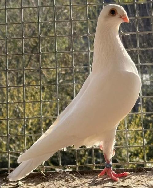 Prachtige Csapos en/of Csepeler… de echte Hongaarse, Dieren en Toebehoren, Vogels | Duiven, Postduif, Meerdere dieren