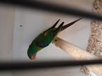 Mooie Swift parkiet man, Dieren en Toebehoren, Mannelijk, Parkiet