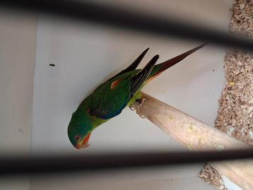 Mooie Swift parkiet man beschikbaar voor biedingen