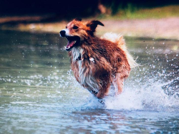 Uitlaatservice, Dieren en Toebehoren, Honden-accessoires, Ophalen of Verzenden