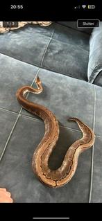 0.1 pinestipe, Dieren en Toebehoren, 0 tot 2 jaar