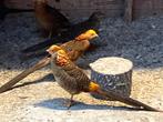 5000 Goudfazant haan., Dieren en Toebehoren, Mannelijk, Kip