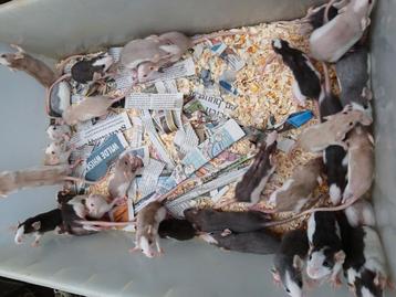 Dumbo ratjes beschikbaar voor biedingen