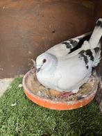 Duif vermist, Dieren en Toebehoren, Vogels | Duiven, Vrouwelijk, Overige soorten