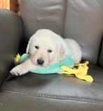 Golden retriever pups, Golden retriever, Parvo, Reu, 8 tot 15 weken