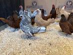 Jonge tamme Sebright kippen gesekst & ingeënt, Dieren en Toebehoren, Pluimvee, Vrouwelijk, Kip