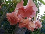 Brugmansia Bergkönigin stekken of plant dubbel-zalmroze p/st, Overige soorten, Volle zon, Vaste plant, Ophalen of Verzenden