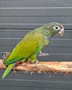 2-1 Pionus maximiliani, 2025, Dieren en Toebehoren, Meerdere dieren, Parkiet, Geringd