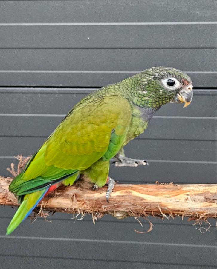 2-1 Pionus maximiliani, 2025, Dieren en Toebehoren, Vogels | Parkieten en Papegaaien, Parkiet, Meerdere dieren, Geringd