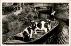 Giethoorn Punter met koeien st 1949, Ophalen of Verzenden, 1940 tot 1960, Gelopen, Overijssel