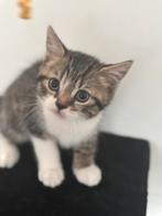 Britsekorthaar kitten, Dieren en Toebehoren, Katten en Kittens | Raskatten | Korthaar, Kater, Ontwormd, 0 tot 2 jaar