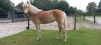 prachtige mooi bewegende top sporthaflinger, Dieren en Toebehoren, Paarden, Merrie, Minder dan 160 cm, Dressuurpaard, 3 tot 6 jaar