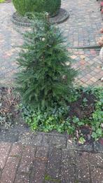 Soort van kerstboom, Ophalen of Verzenden, Overige soorten, Minder dan 100 cm