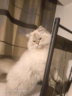 Ragdoll kater (uniek ), Dieren en Toebehoren, Katten en Kittens | Raskatten | Langhaar, Kater, Ontwormd, 0 tot 2 jaar