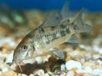 Corydora Paleatus - Koidream Valburg, Dieren en Toebehoren, Vis, Zoetwatervis