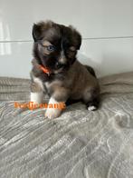 Leuke lieve kleine gezelschaps hondjes, CDV (hondenziekte), 8 tot 15 weken, Meerdere, Meerdere dieren