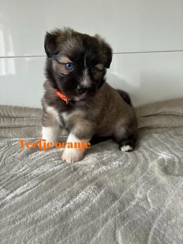 Leuke lieve kleine gezelschaps hondjes beschikbaar voor biedingen