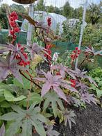 Zaden wonderboom van Zanzibar, Ophalen of Verzenden, Volle zon