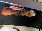 Pauwoog , goud arrowana,gibiceps, Vis