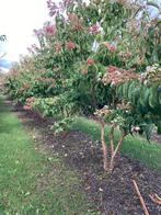 Heptacodium Meerstammige zevenzonenboom, Ophalen of Verzenden, Zomer, Volle zon, Overige soorten