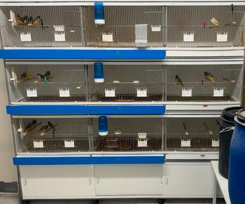 Broed / kweek stelling 180breedx40diepx168 hoog beschikbaar voor biedingen