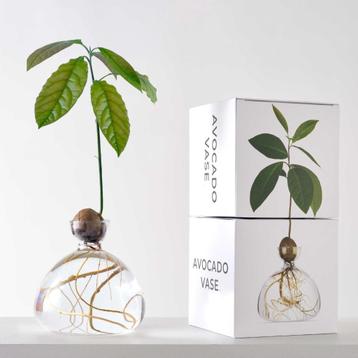 NIEUW: Avocado Vase van Ilex Studio (rond stekvaasje) beschikbaar voor biedingen