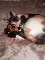 Kittens, Dieren en Toebehoren