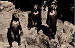 Rhenen - Ouwehands Dierenpark Grebbeberg bruine beren 1956, Verzamelen, Ansichtkaarten | Nederland, Verzenden, 1940 tot 1960, Gelopen