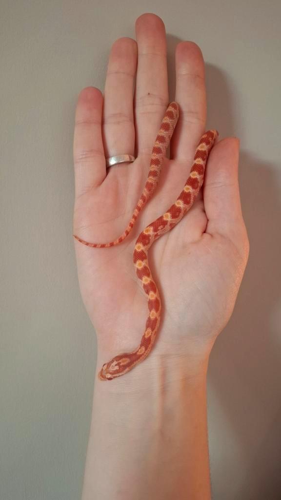 Pantherophis guttatus ~ Amel het motley