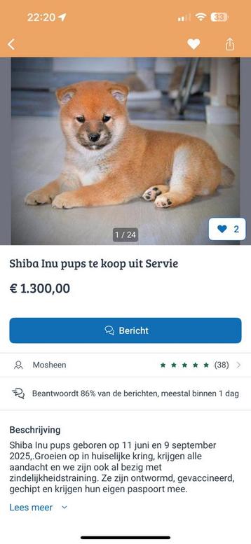 CHOW CHOW EN SHIBA INU SERVIE LOPIK PAS OP!! beschikbaar voor biedingen