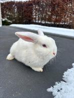 Lief hangoor dwerg konijn mannetje, Mannelijk, Dwerg, Hangoor